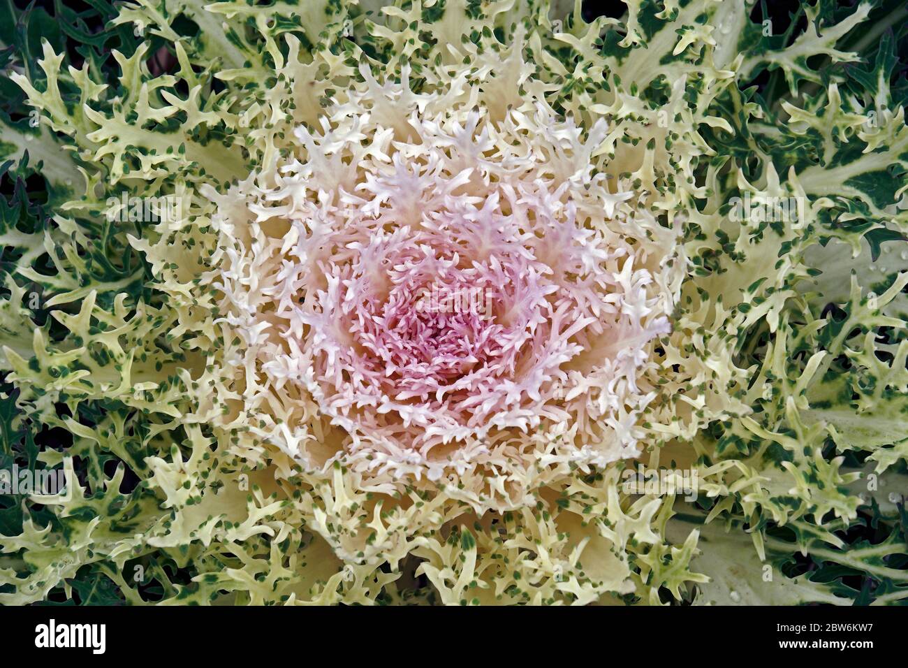 Zierkale (Brassica oleracea). Auch Leaf Kohl genannt Stockfoto
