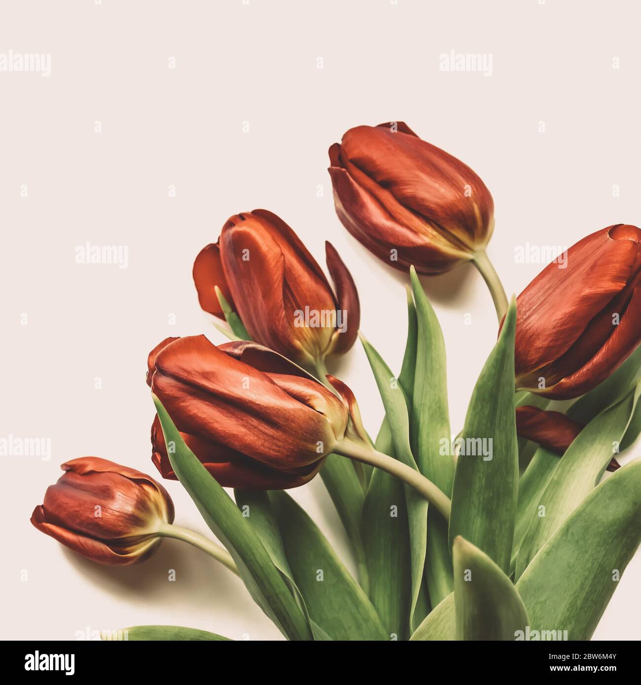 Frühlingsblumen. Bouquet von roten Tulpen isoliert auf weißem Hintergrund. Draufsicht, Rahmen, Rahmen, Kopierbereich. Grußkarte. Muttertag, Valentinstag, Stockfoto