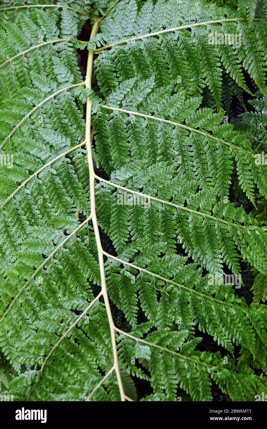Limleaf fern (Microlepia speluncae) Stockfoto