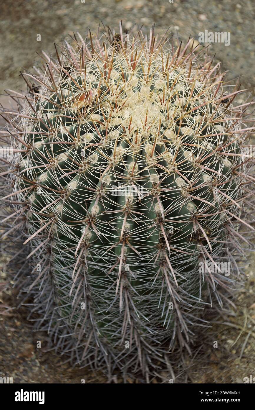 Fischhaken Fass Kaktus (Ferocactus wislizeni). Genannt Arizona Fass Kaktus, Candy Fass Kaktus und Southwestern Fass Kaktus auch Stockfoto