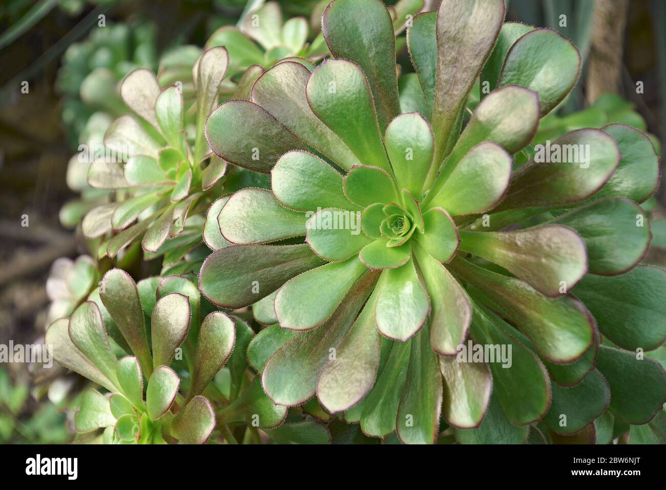 Aeonium (Aeonium arboreum). Genannt Baum Houseleek und irische Rose auch Stockfoto