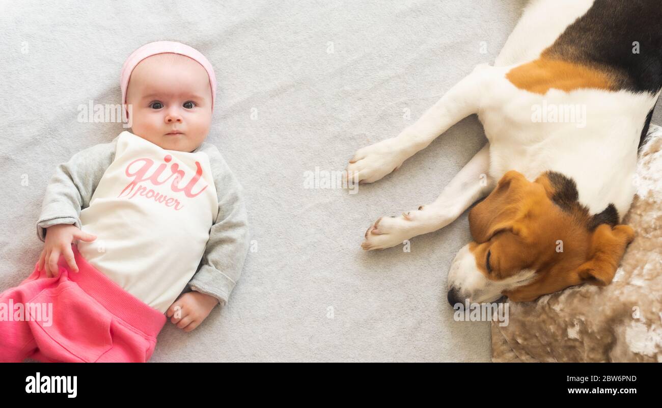 Hund mit einem niedlichen Mädchen auf einem Sofa. Beagle liegt neben 6 Monate alten Säugling in hellen Raum. Stockfoto
