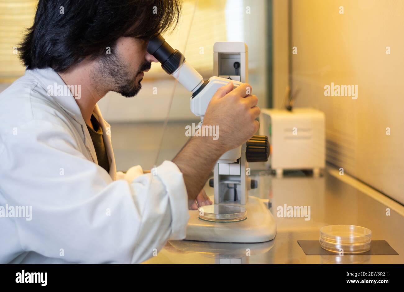 Junge Forscher, die durch ein Stereomikroskop in einem Laminar Flow-Schrank suchen, der zur Gewebekultur in Petrischalen in einem Forschungslabor verwendet wird Stockfoto
