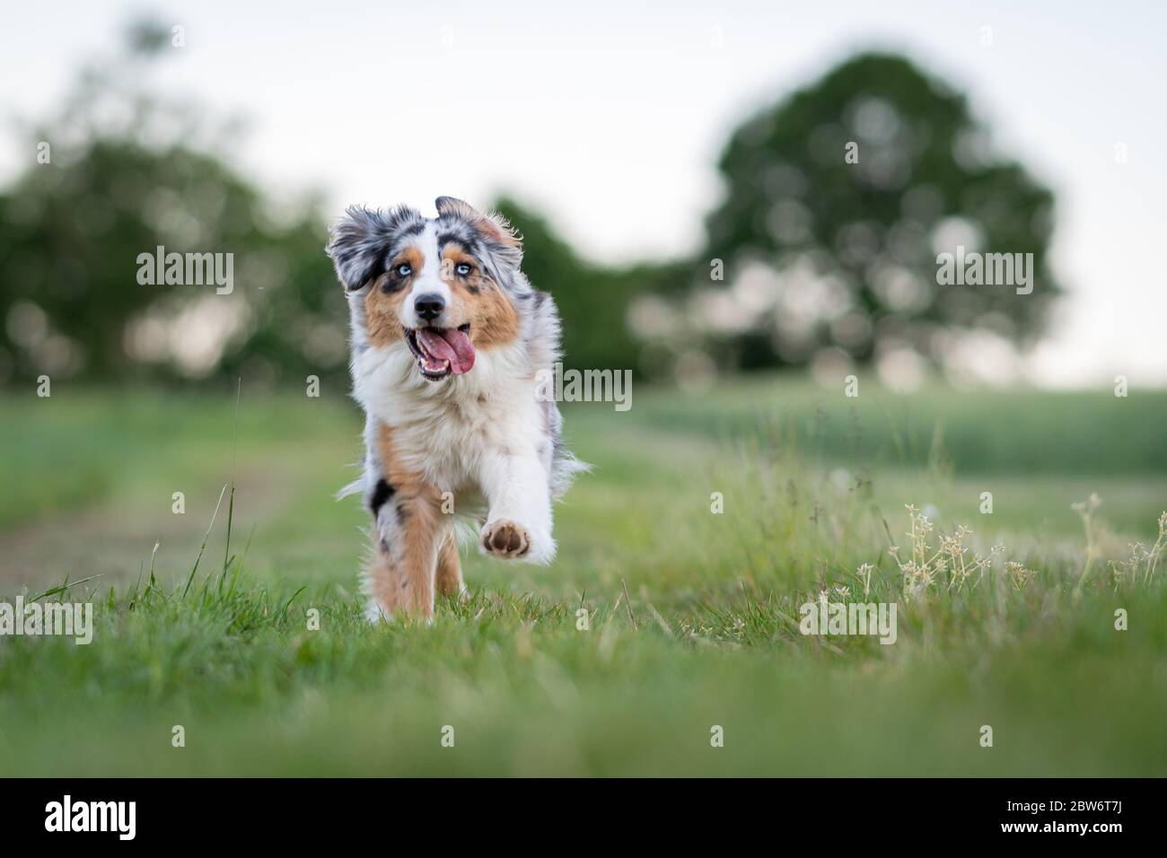 Hund australian Shepherd Blue Merle läuft auf deutschen inneren Grenze flache Tiefe des Feldes Stockfoto