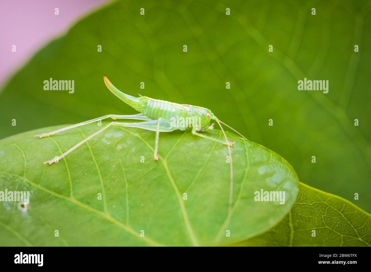 Meconema thalassinum, eiche Bush - Kricket oder Drumming katydid auf einem Blatt in einem Baum Stockfoto