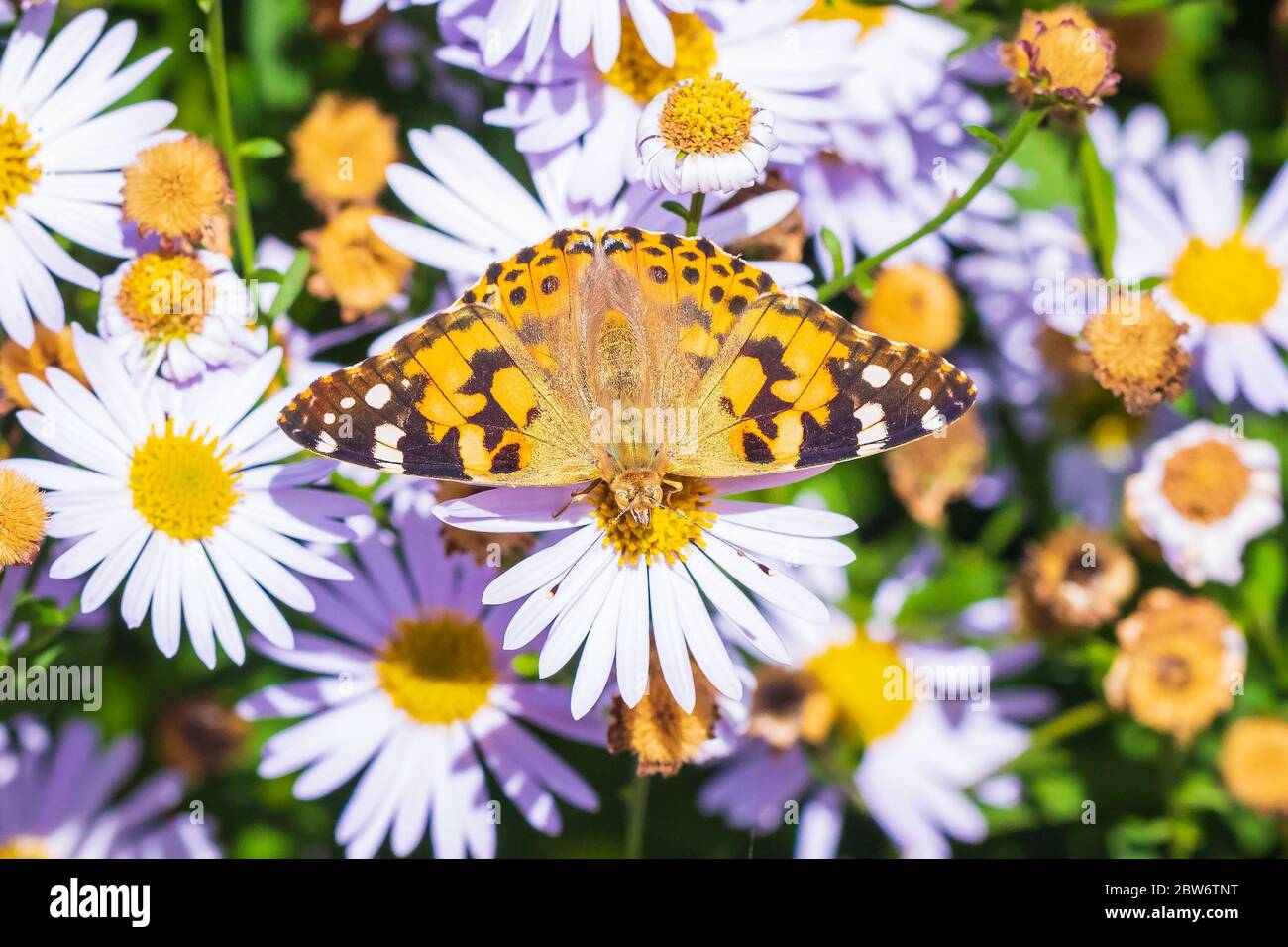 Distelfalter Schmetterling Vanessa cardui volle Spannweite Draufsicht Fütterung auf schöne weiße Blumen in einem Garten Stockfoto