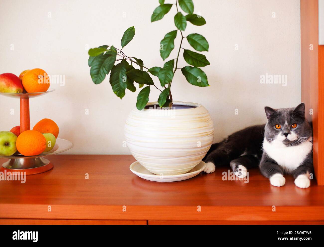 Süße ruhige flauschige Katze ruht auf Holzregal in der Nähe von grünen Pflanze in weißen Keramik-Topf und Vase mit frischen Früchten in gemütlichen Raum Stockfoto