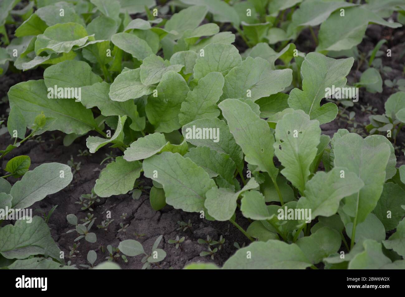 Heim Garten, Blumenbeet. Grüne Blätter, Büsche. Raphanus sativus. Rettich, Gemüse, Wurzelgemüse. Köstlicher Salat, Suppe. Junge Triebe. Lecker und lecker Stockfoto