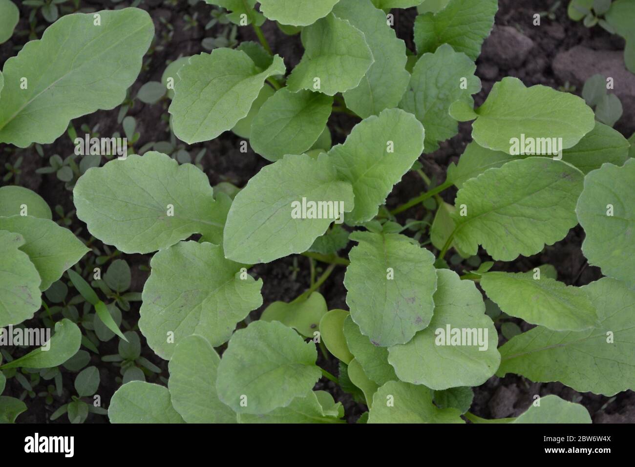 Startseite. Haus. Grüne Blätter, Büsche. Raphanus sativus. Rettich, Gemüse, Wurzelgemüse. Köstlicher Salat, Suppe. Junge Triebe. Lecker und gesund Stockfoto