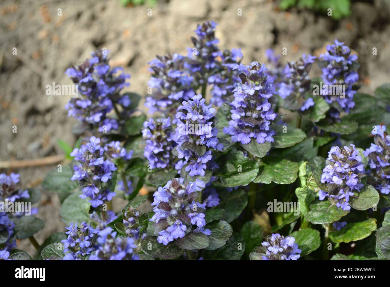 Grüne Blätter, Büsche, Teppich. Gartenarbeit. Heim Garten, Blumenbeet. Ajuga reptans. Mehrjährige krautige Pflanze. Honigpflanze. Blaue Blütenstände, angenehm Stockfoto