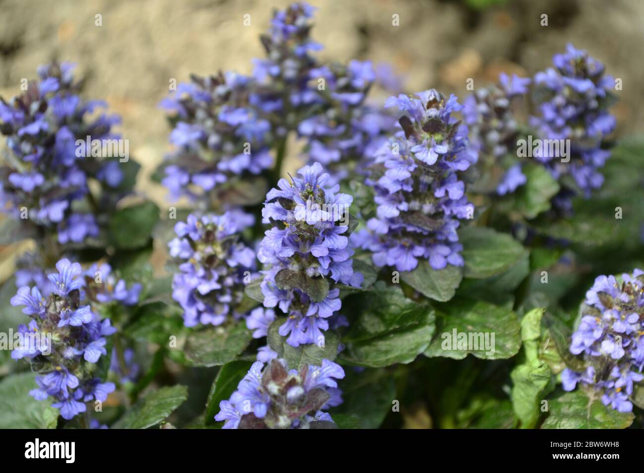 Grün. Gartenarbeit. Ajuga reptans. Mehrjährige krautige Pflanze. Blaue Blütenstände, angenehmer Geruch Stockfoto