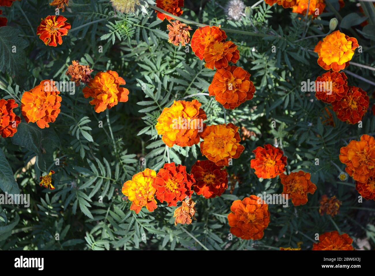 Gartenarbeit. Garten. Wunderschöne Blütenstände. Ringelblume. Tagetes erecta. Blühendes Kraut. Orangefarbene Blumen Stockfoto