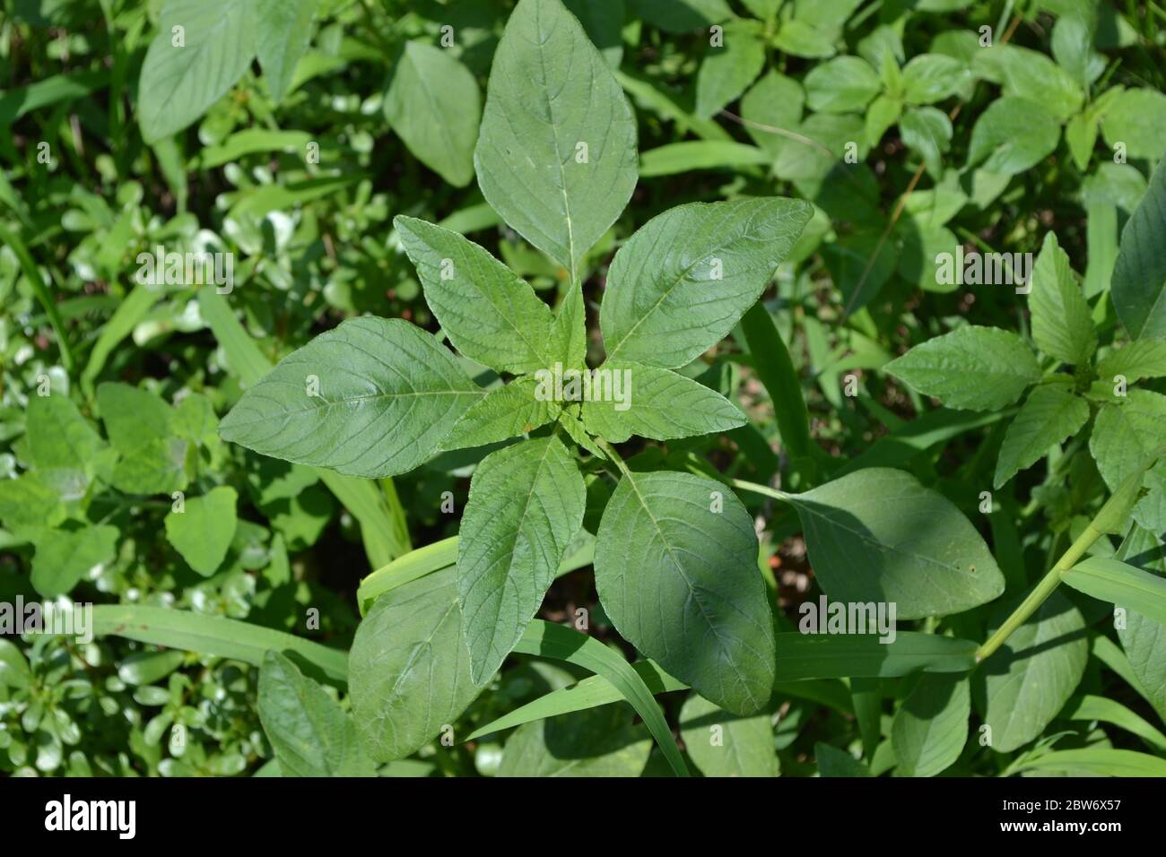 Grün. Gartenarbeit. Amaranth. Amaranthus Retroflexus. Einjährige