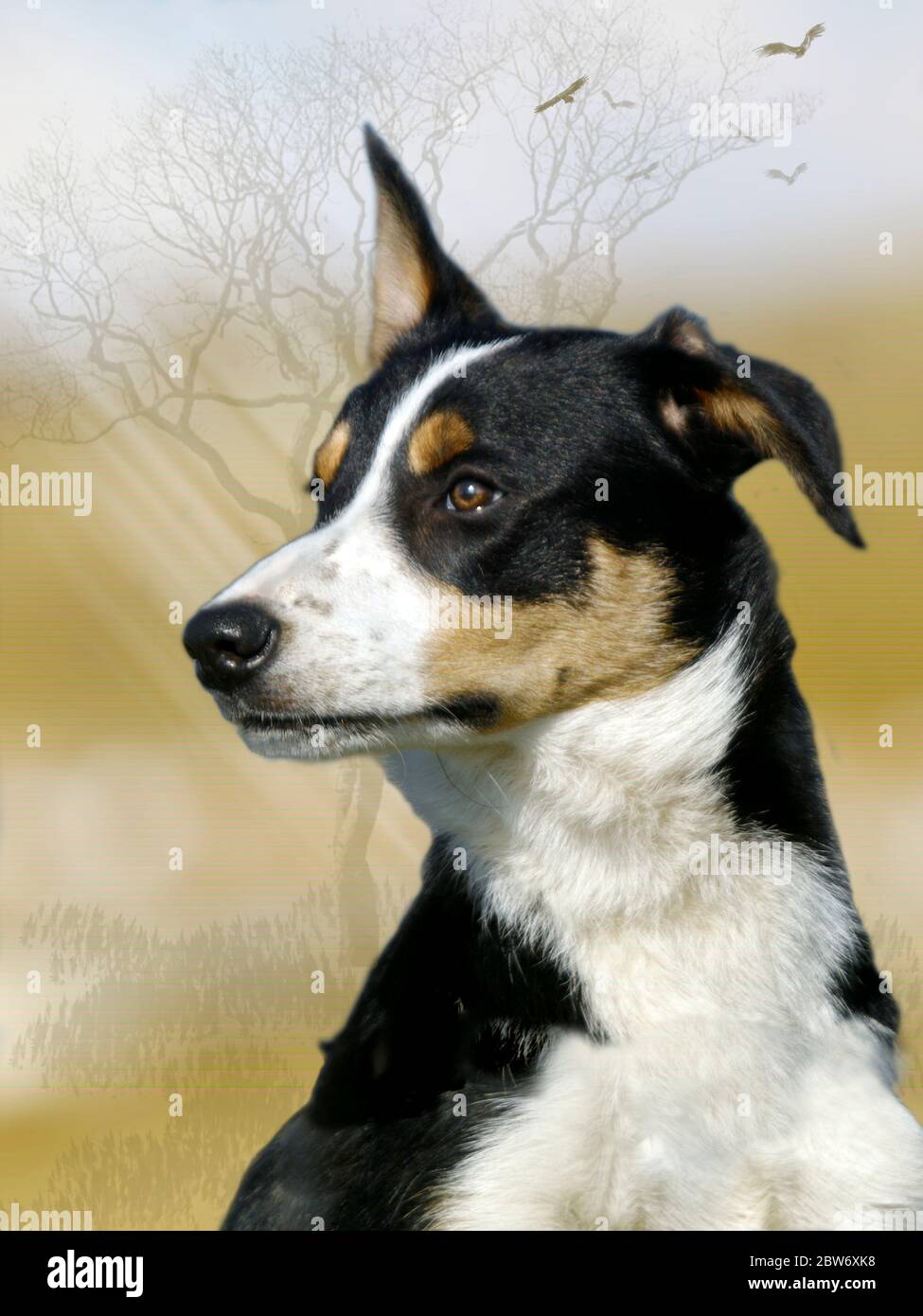 Dreifarbiges Hundeporträt. Stockfoto