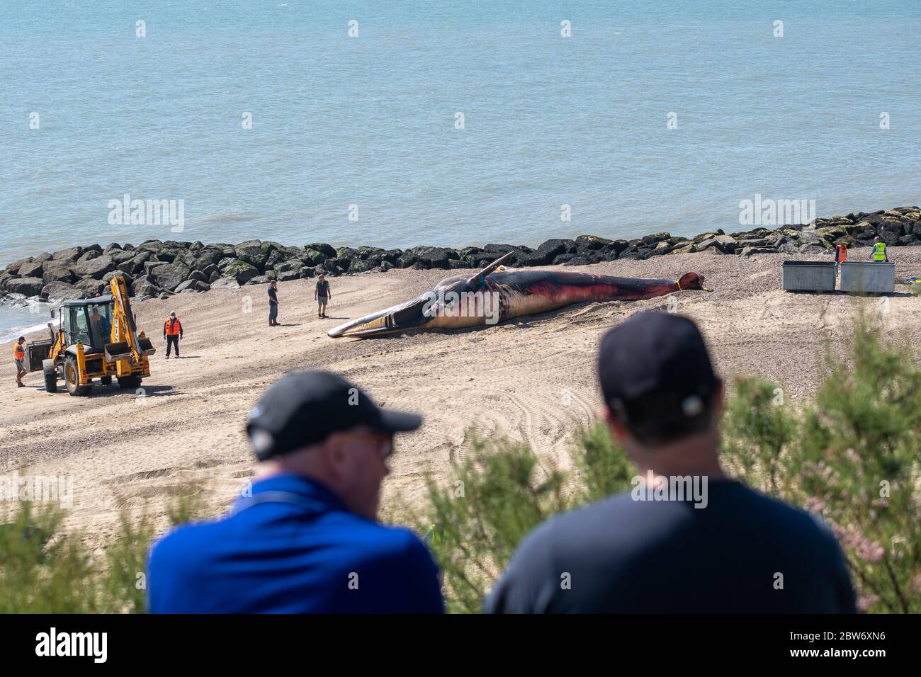 Die Entfernung beginnt, nachdem ein 40ft langer Wal am Strand von Clacton-on-Sea in Essex angespült wurde. Das riesige Meeressäuger wurde am Freitag an Land gefegt. Stockfoto