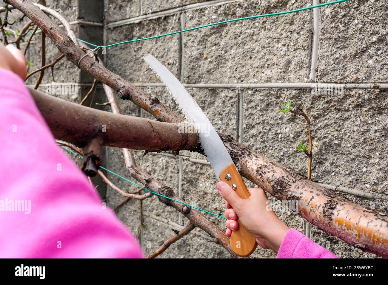 Sägen den Ast des Apfelbaums mit der Säge. Gartenarbeit im Frühling. Stockfoto