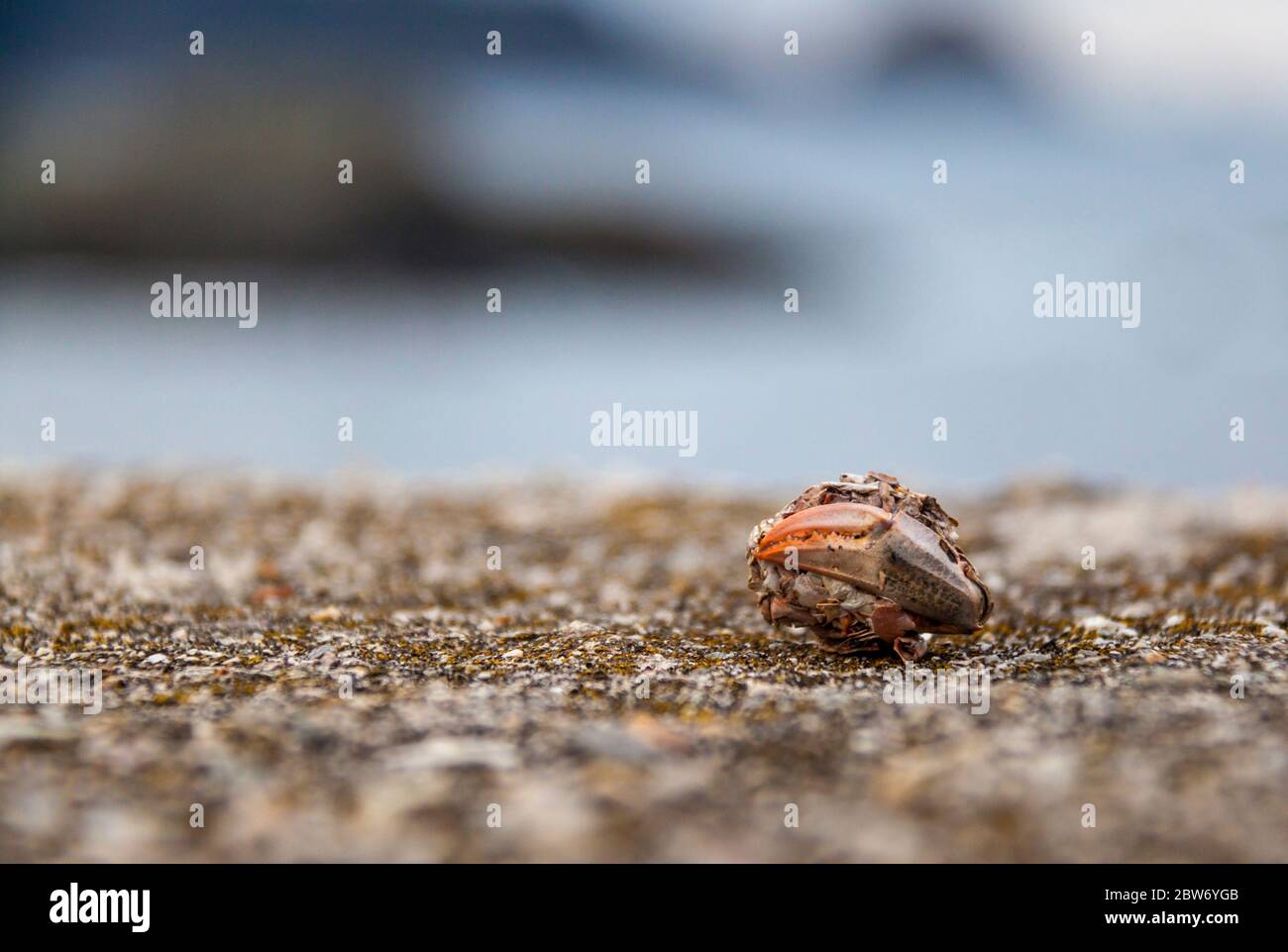 Der beste Weg, um die Möwen-Diät kennen ist, ihre Pellets zu analysieren. Dieser aß eine Krabbe. Stockfoto