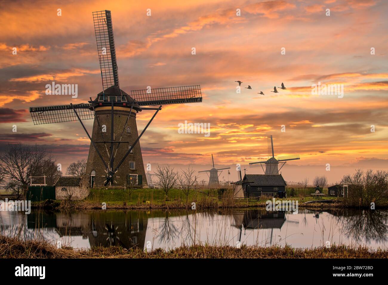 Gänse fliegen während des Sonnenuntergangs über den niederländischen Windmühlen Stockfoto