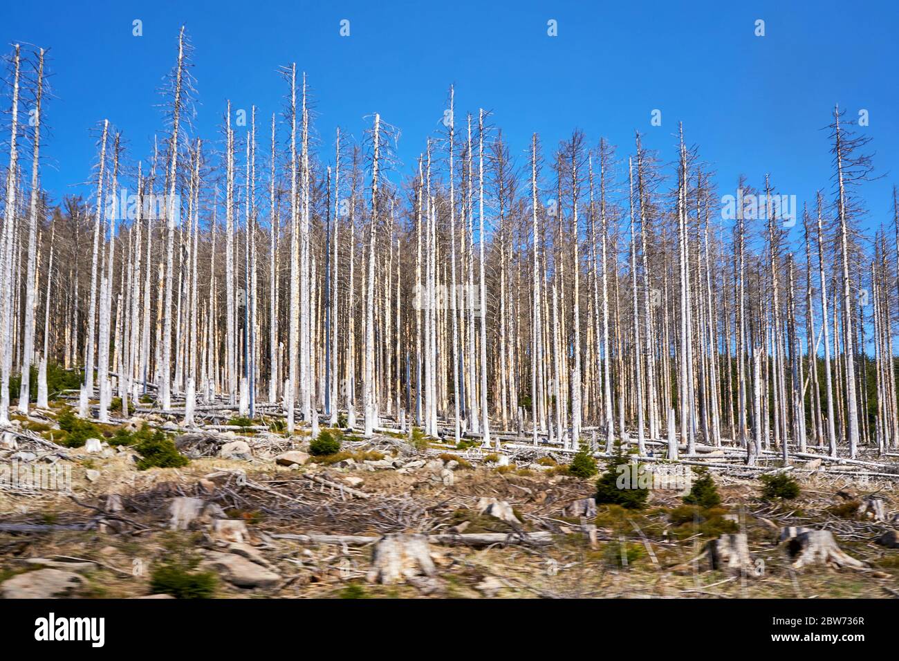 Toter Wald mit alten Bäumen in Deutschland. Durch Klimawandel, Dürre und Rindenkäfer. Dynamik durch Bewegungsunschärfe. Stockfoto
