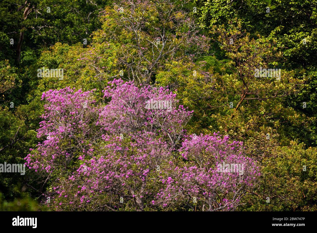 Blühende rosige Trompete, Tabebuia rosea, bei Punta Chame, Pazifikküste, Panama Provinz, Republik Panama. Stockfoto