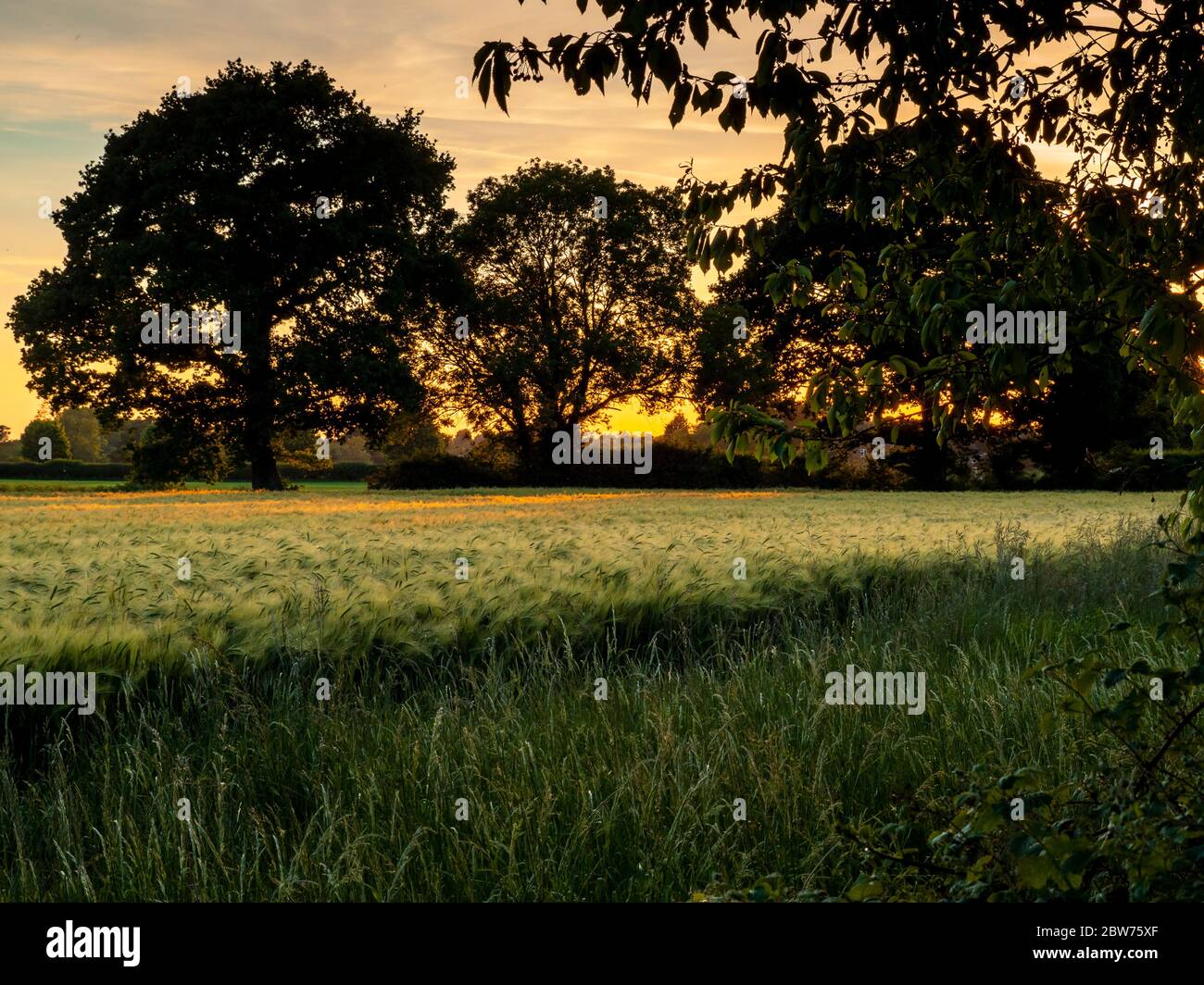 Schönes Abendlicht, das durch Bäume auf ein Weizenfeld in der Nähe von York, England scheint Stockfoto