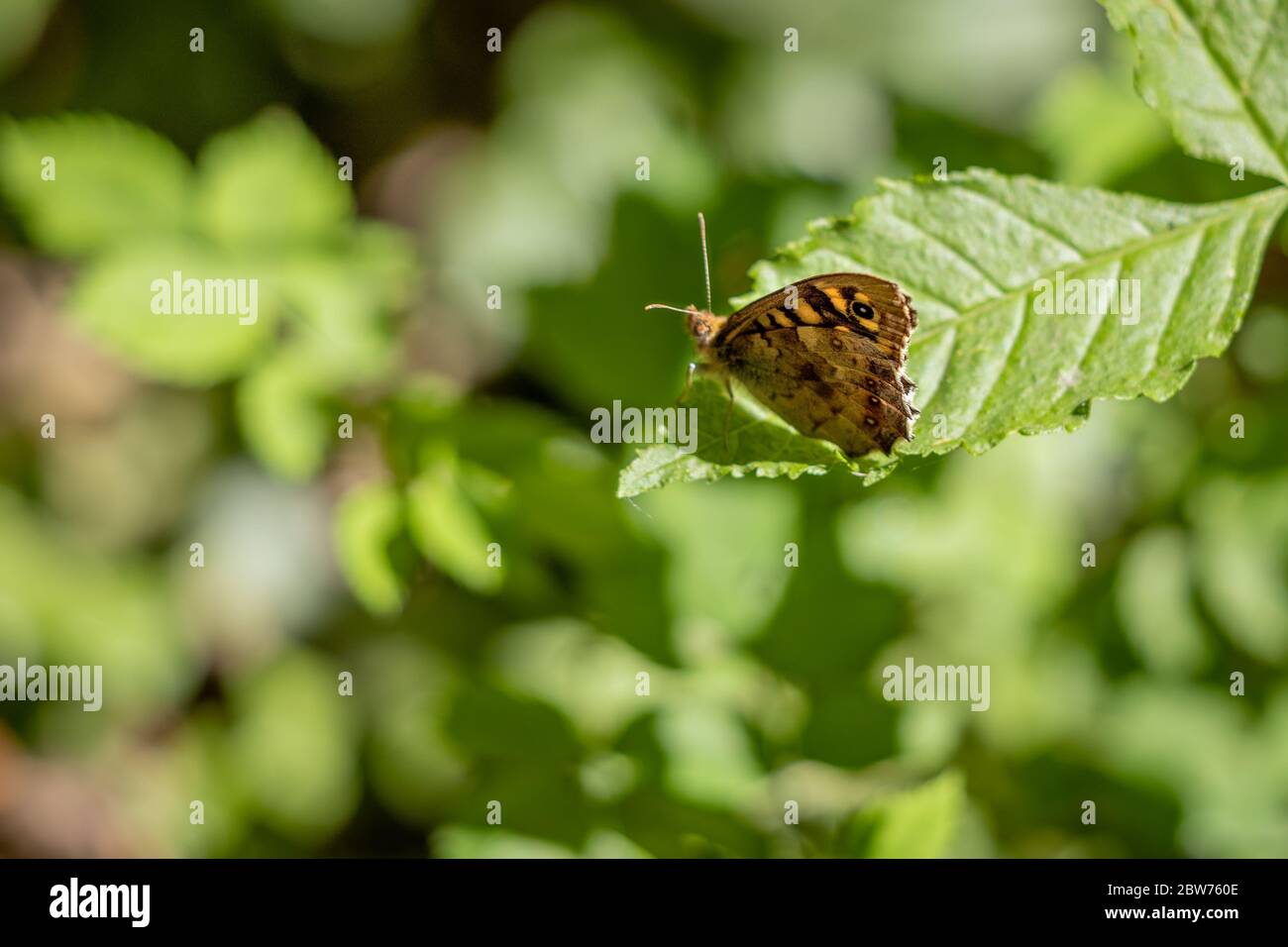 Gesprenkelte Schmetterling (Pararge aegeria) sitzt auf einem Blatt in der Frühlingssonne Stockfoto