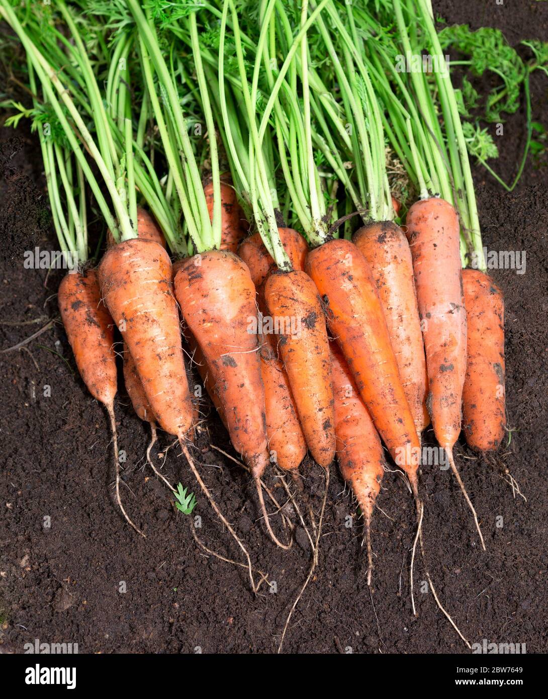 Karotte. Karotten ernten; im Feld. Karotte mit Blatt; im Garten. Stockfoto