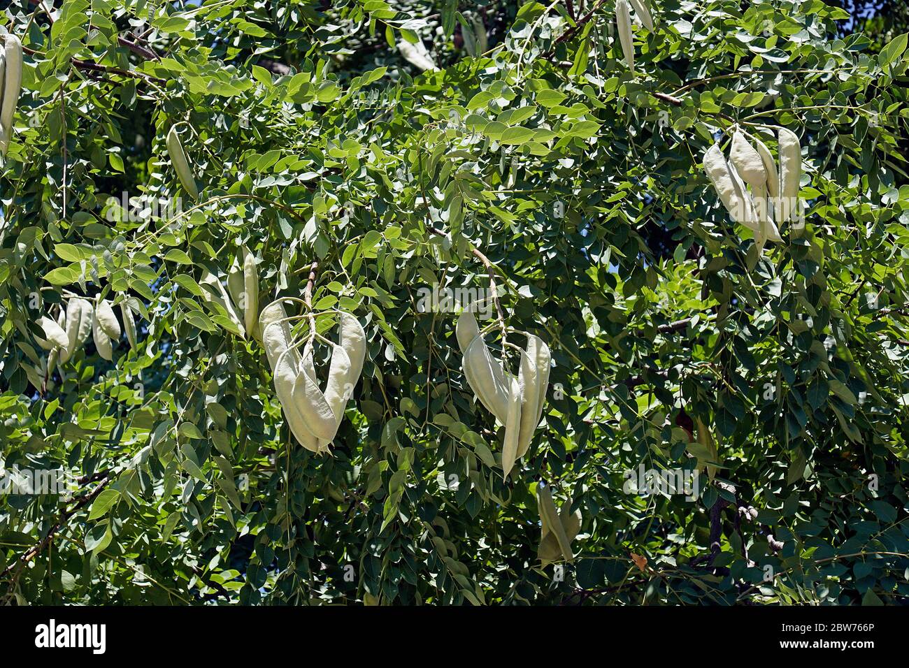 Kentucky coffeetree (Gymnocladus dioicus). Stockfoto