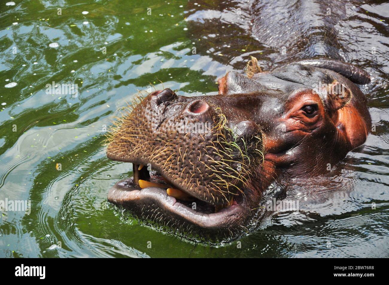 Porträt eines im Wasser schwimmenden Hyppopotamus/Hippo (man sieht die scharfen Zähne in der geöffneten Schnauze, der Grund, warum Hypos gefährlich sind Stockfoto