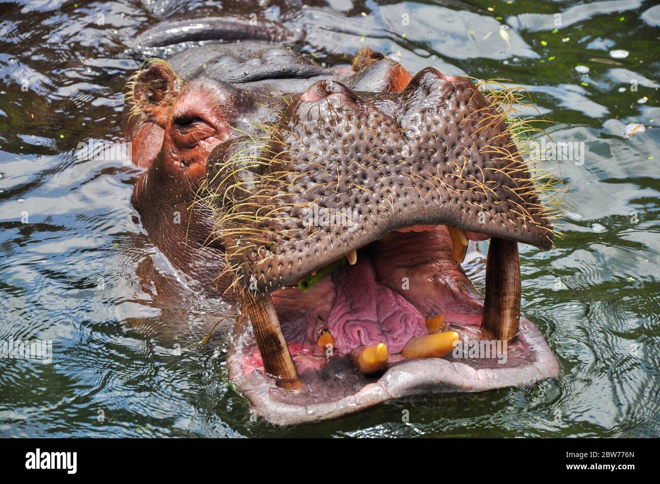 Porträt eines im Wasser schwimmenden Hyppopotamus/Hippo (man sieht die scharfen Zähne in der geöffneten Schnauze, der Grund, warum Hypos gefährlich/aggressiv sind Stockfoto