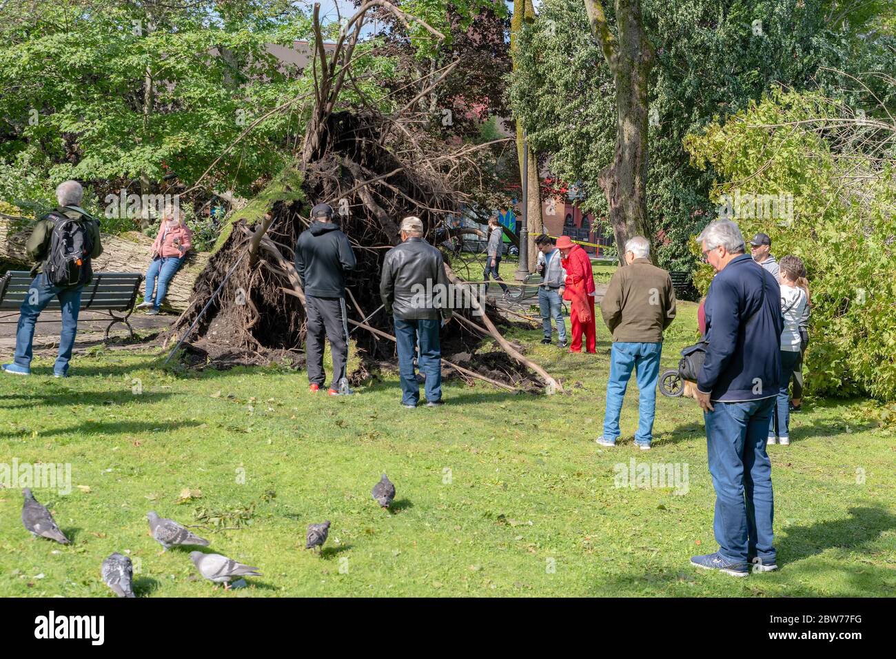 Saint John, NB, Kanada - 8. September 2019: Die Leute auf dem King's Square sehen einen großen Baum, der durch den Wind des Hurrikans Dorian fiel. Die Leute sind es Stockfoto