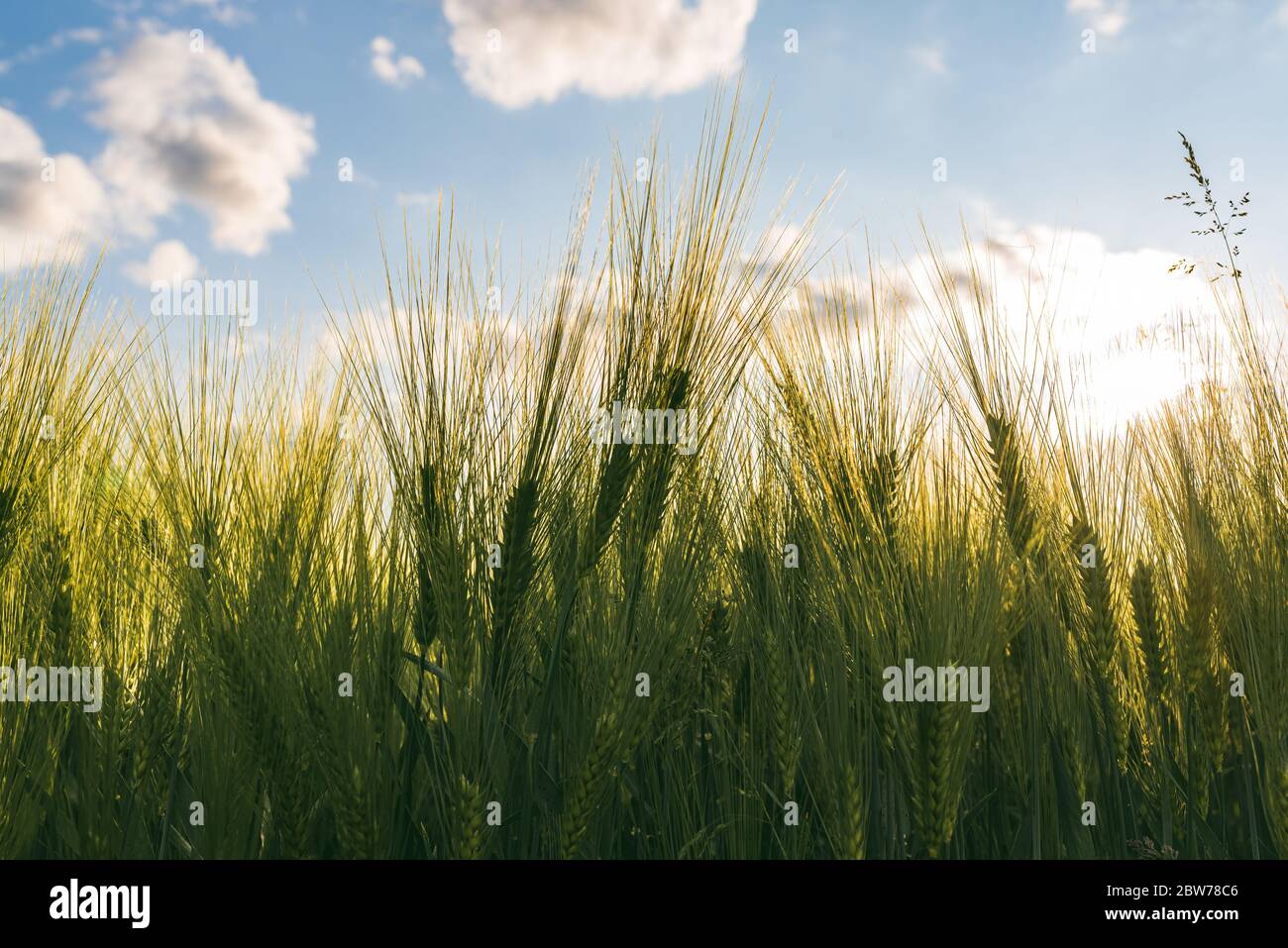 Grüner Weizen auf dem Feld im Frühjahr. Selektiver Fokus, flacher DOF-Hintergrund. Stockfoto