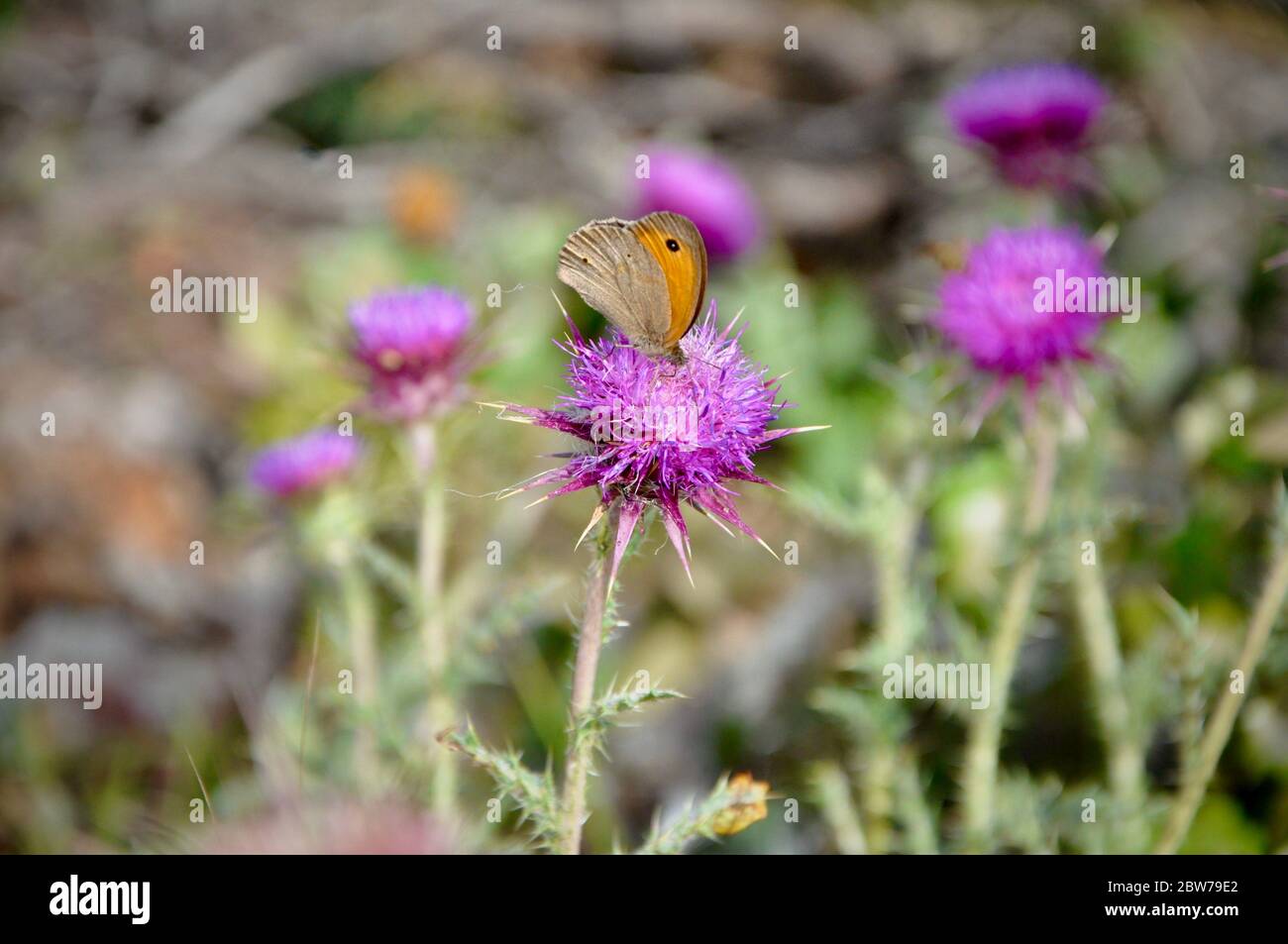 Rosa Distelblüte mit Maniola jurtina Schmetterling, aus nächster Nähe. Silybum marianum pflanzliche Heilmittel. Stockfoto