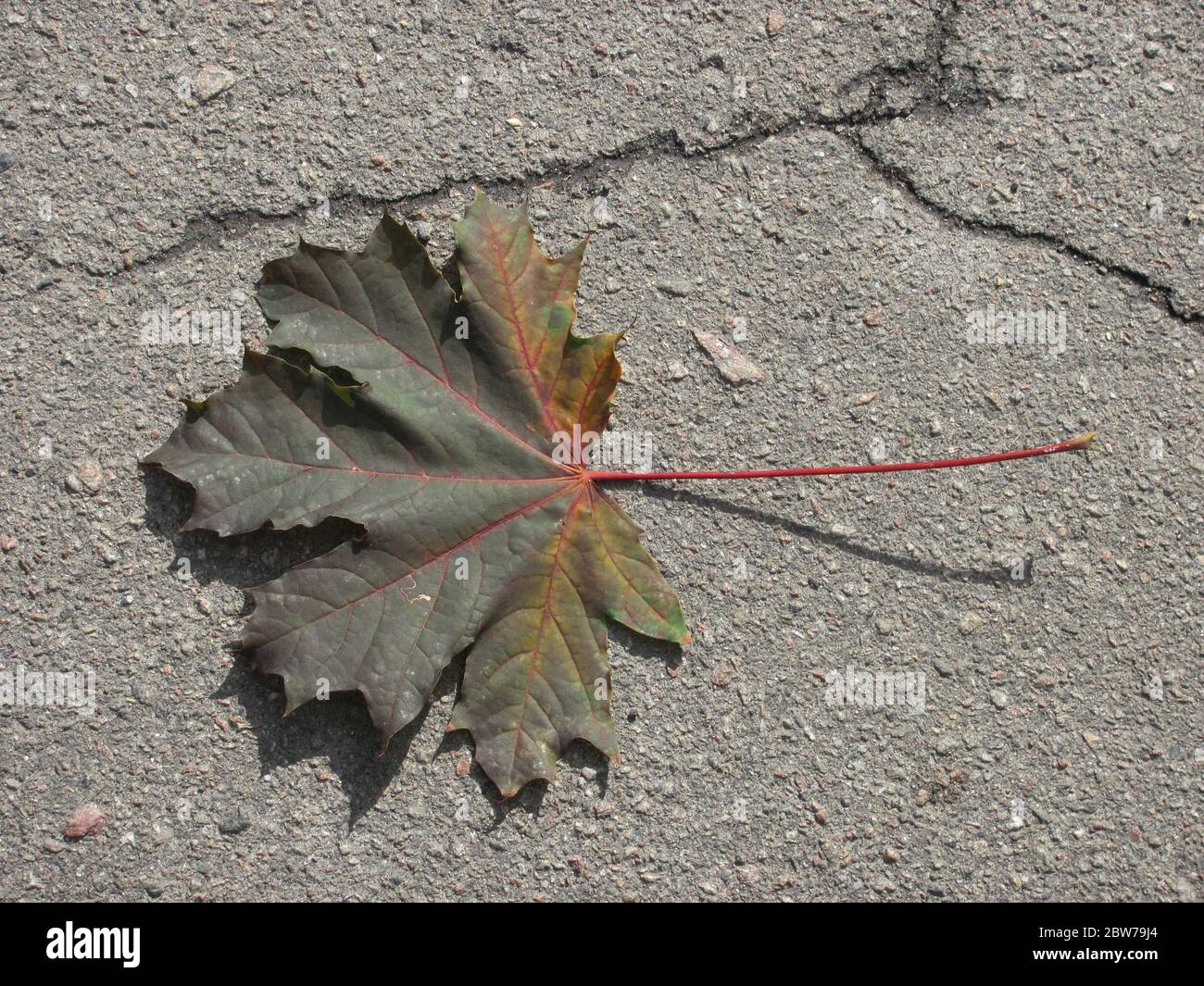 Grünes Ahornblatt auf Asphalt Stockfoto