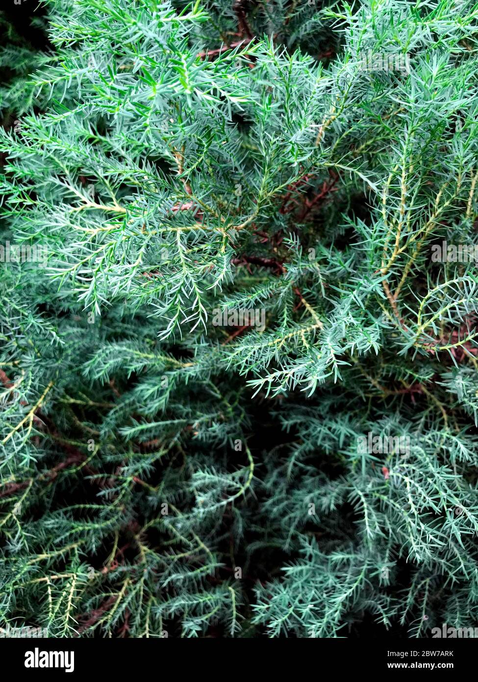 Makro des Zypressenzweiges mit Zapfen. Zypressen Zedernbaum Zweig. Thuja  occidentalis Strauch ist immergrner Nadelbaum, in der Zypressenfamilie  Cupressaceae Stockfotografie - Alamy