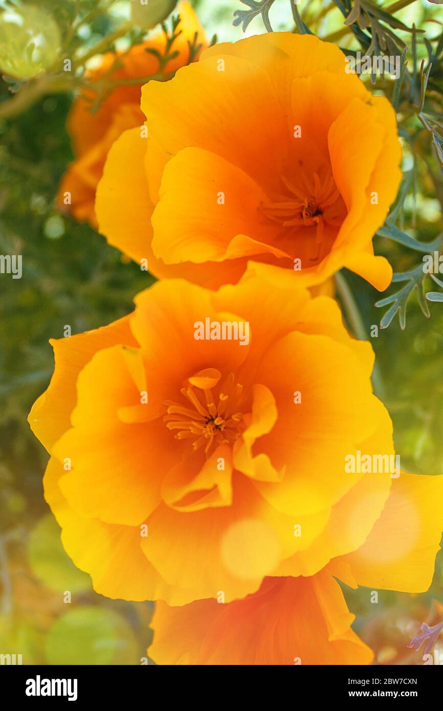 Eschschscholzia californica ist eine blühende Pflanze aus der Familie der Papaveraceae. Goldgelb orange California Mohn Eschschscholzia californica Stockfoto