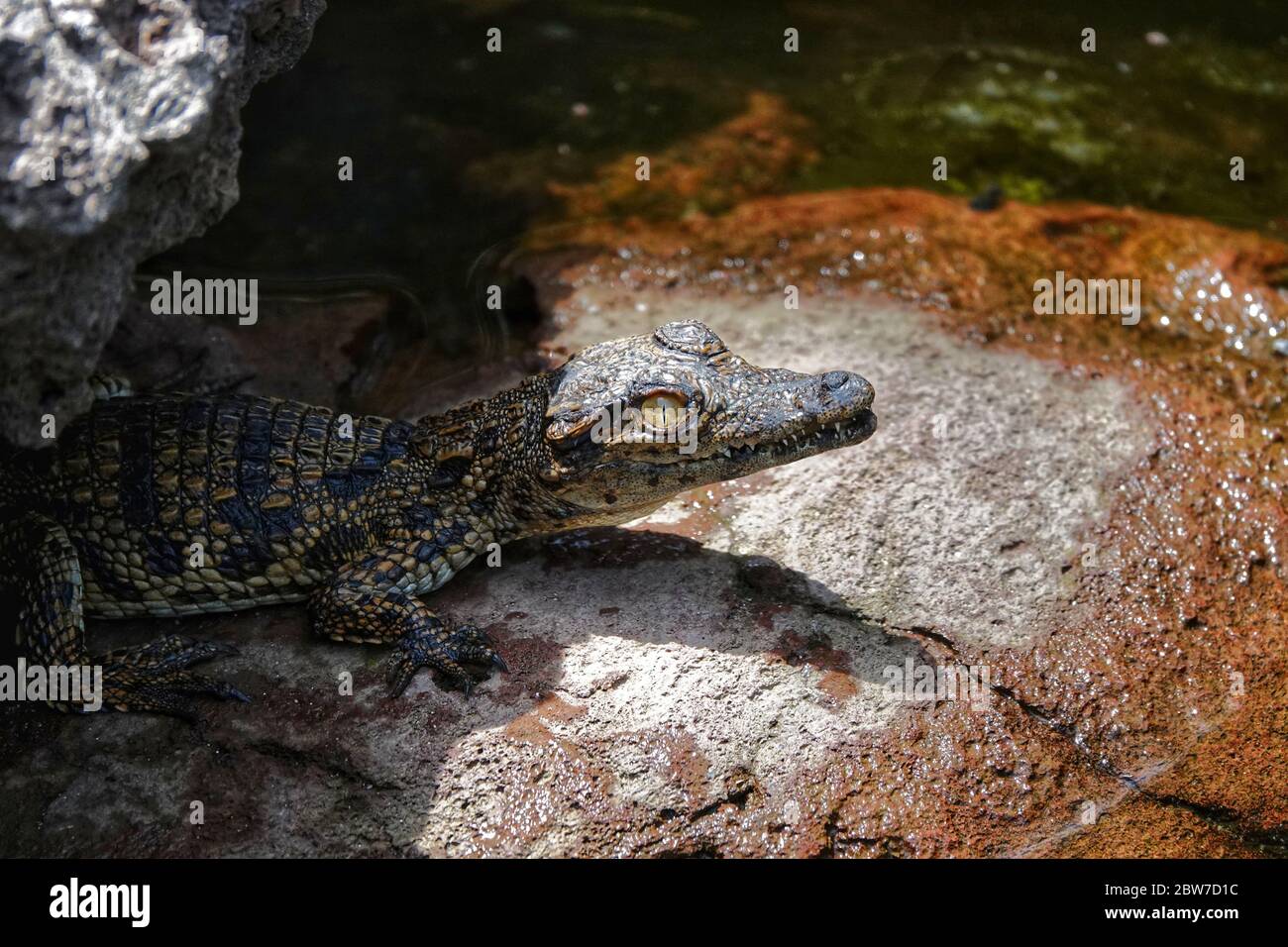 Baby Alligator versteckt sich vor der Hitze im Schatten eines großen Felsens Stockfoto