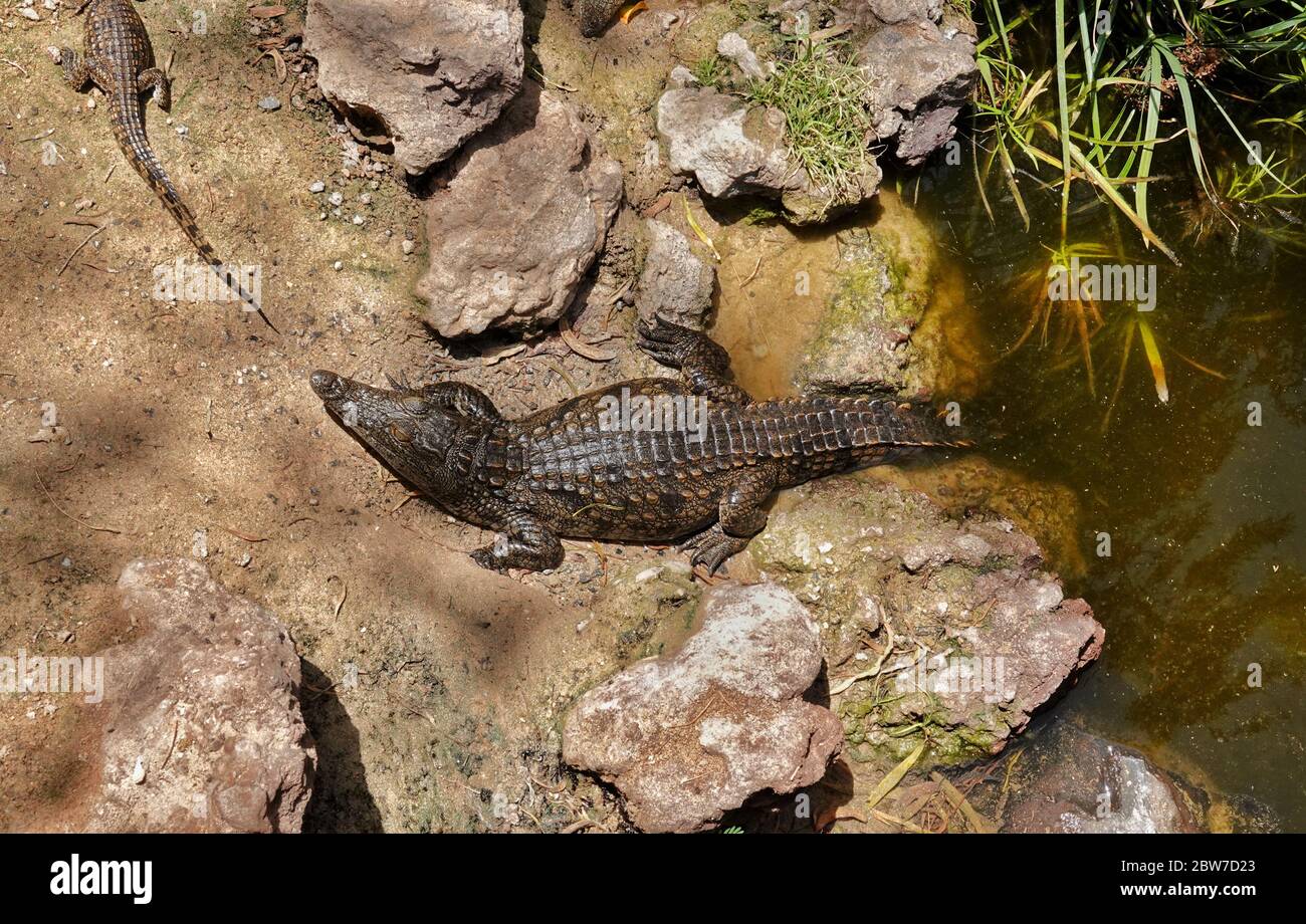 Baby Alligatoren unter der heißen Sonne neben dem Kühlteich. Stockfoto