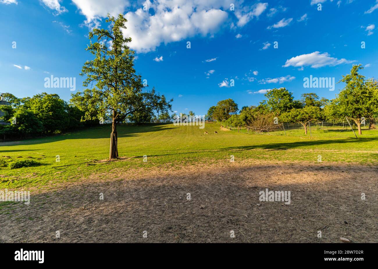 Ein einzelner Baum an einem Hang. Weidende Tiere. Weide in der Sonne. Ländliche Gegend. Viehzucht. Stockfoto