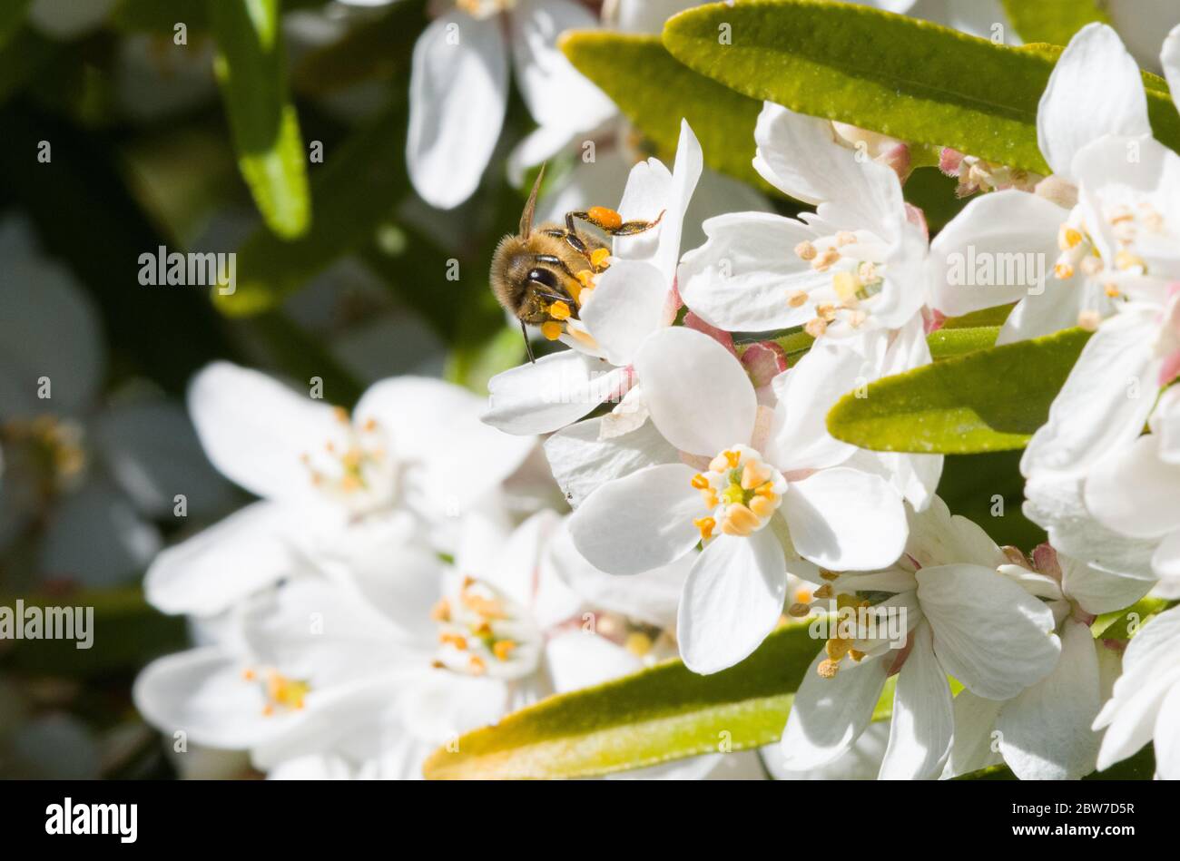 Honigbiene auf Choisya Stockfoto