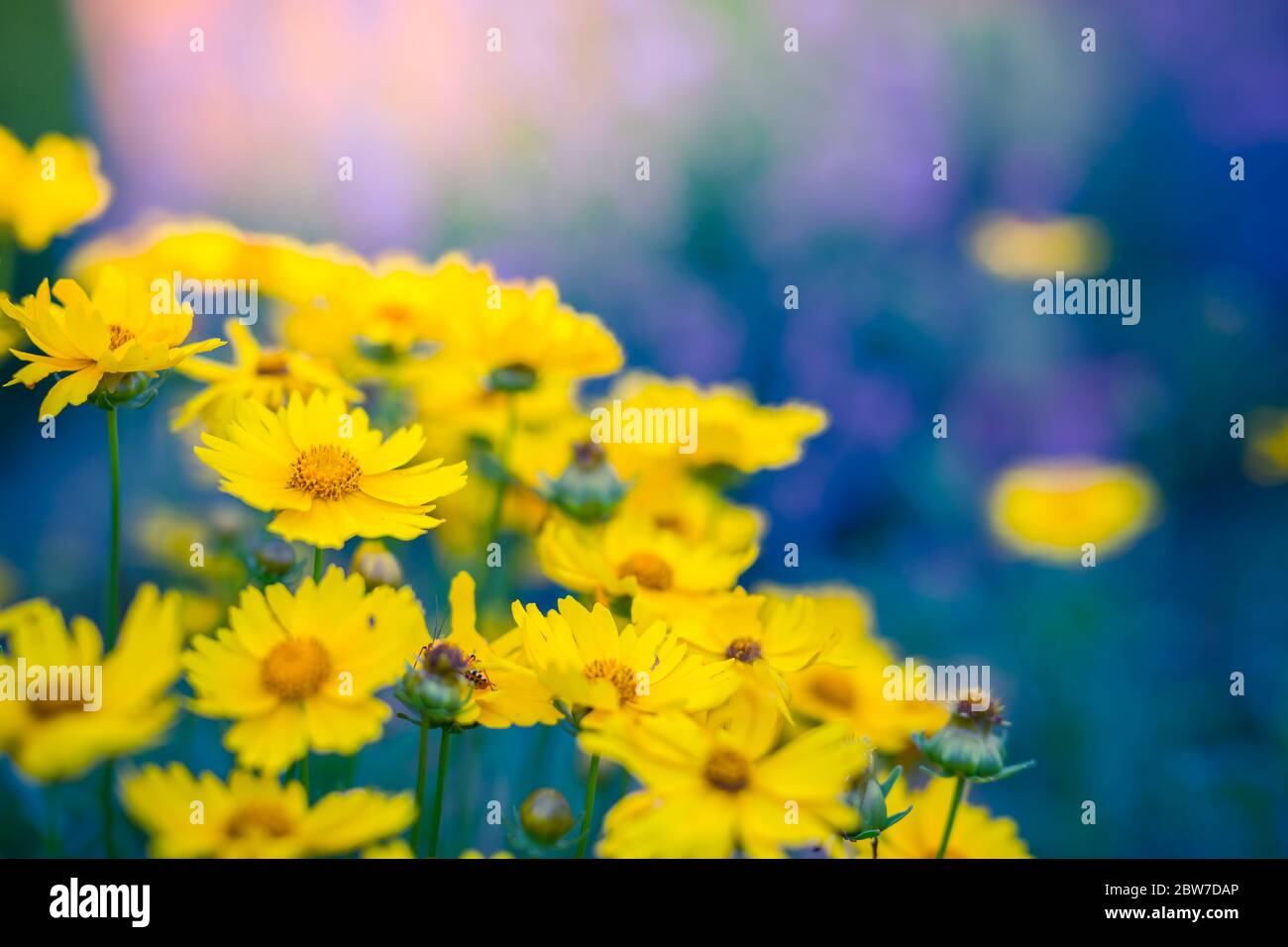 Künstlerische leuchtend gelbe Blumen, natürliche Sommer Hintergrund, verschwommenes Bild. Blumenpracht mit frischer grüner Wiese Stockfoto