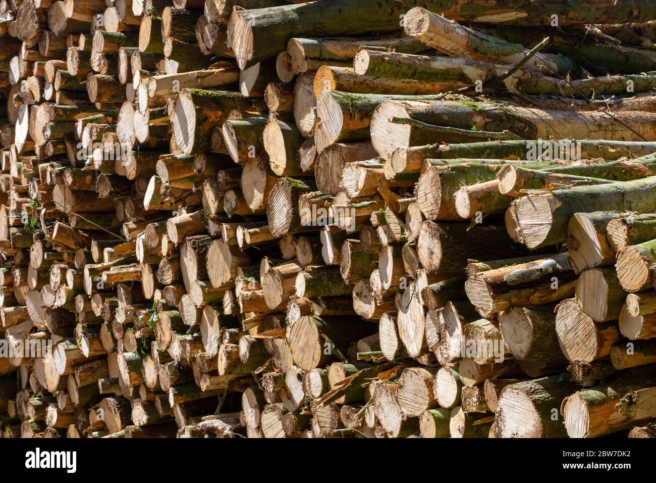 Ein Stapel Holz, das in Längen geschnitten wurde, bereit für den Einsatz Stockfoto