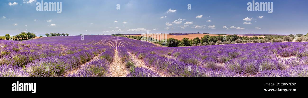Panoramablick auf das französische Lavendelfeld. Violetter Lavendelfeld in der Provence, Frankreich, Valensole. Sommer Natur Landschaft. Wunderschöne Reiselandschaft Stockfoto