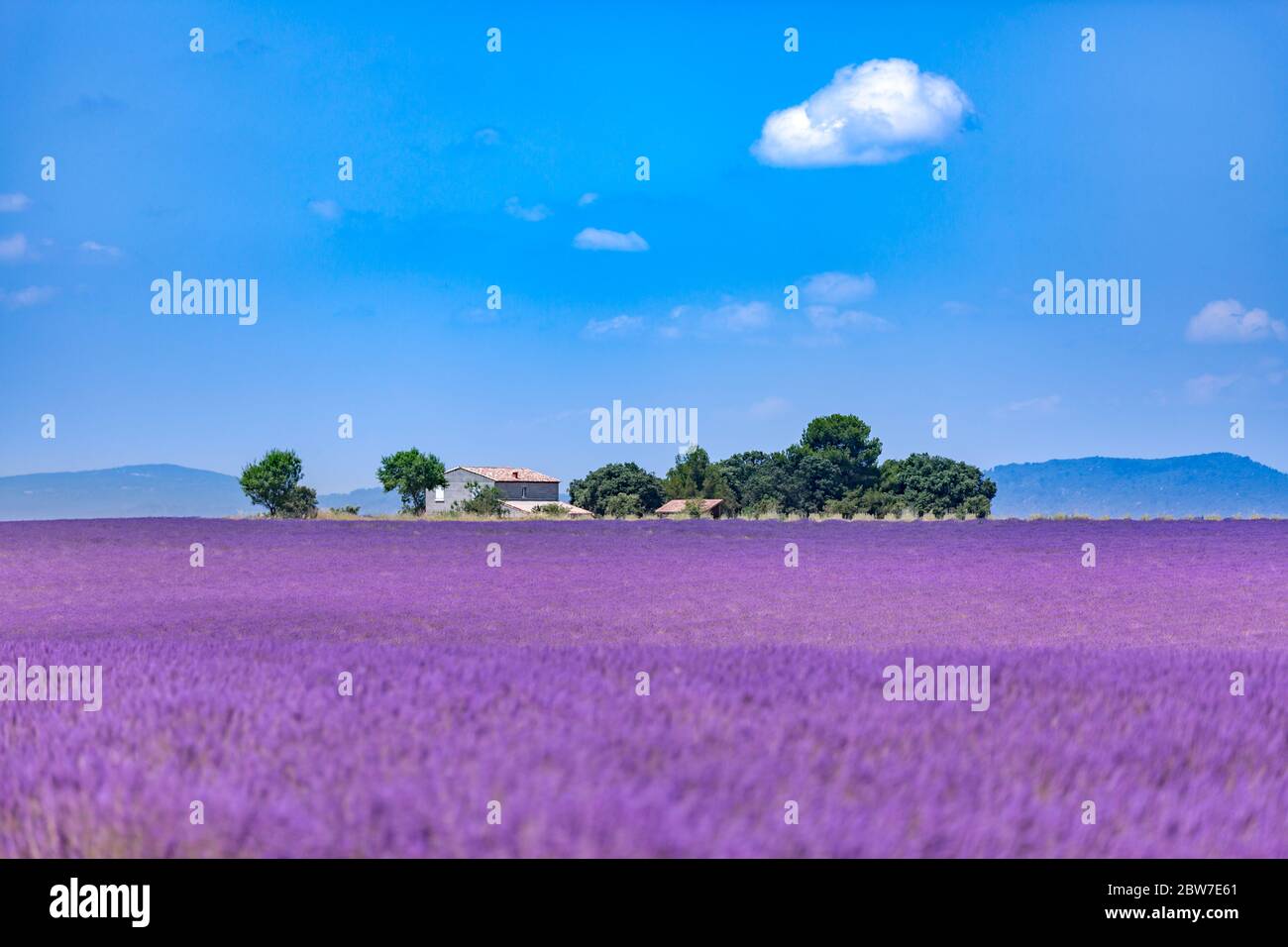 Lavendelfeld in Südfrankreich, Bäume und Landhaus. Sommerlandschaft, blühende Lavendelblüten unter blauem Himmel. Idyllische Reiseszene Stockfoto