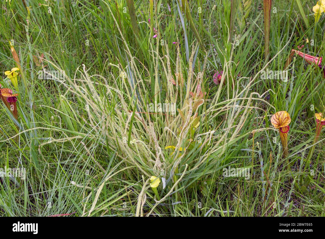 Drosera tracyi in Santa Rosa County, Florida, USA Stockfoto