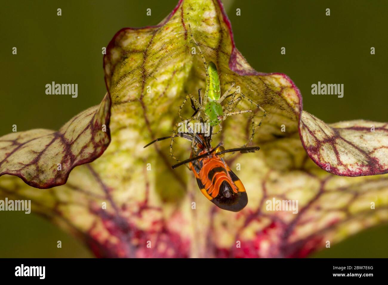 Grüne Luchs-Spinne (Peucetia viridans) Einen Bug auf einem Sarracenia, Florida, USA fangen Stockfoto