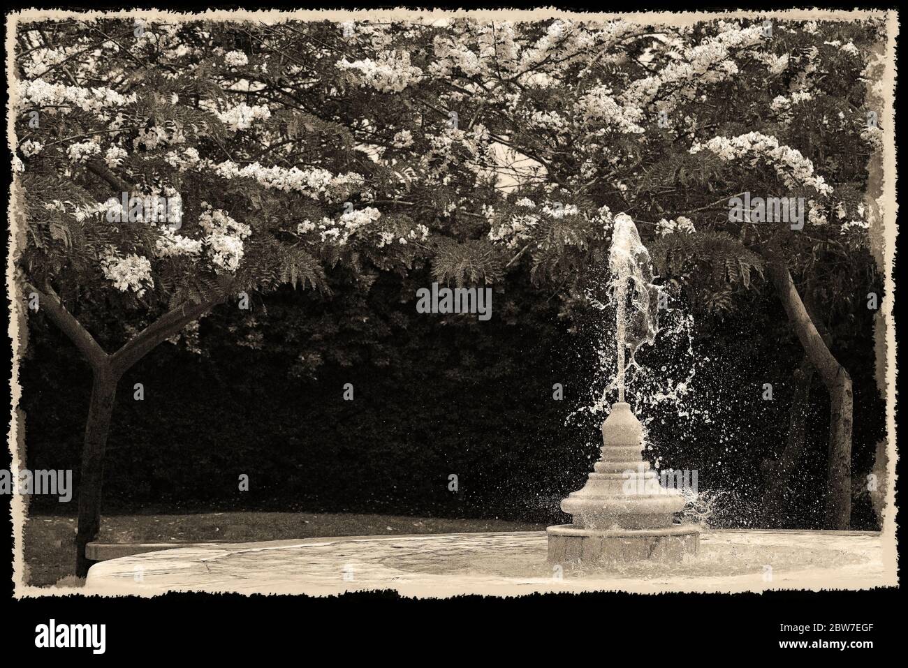 Ein wunderbares, schönes, schwarz-weiß Foto von einem Garten mit einem Brunnen, als Illustration, Tapete, abstrakt, Hintergrund, Karten, Design, Stockfoto