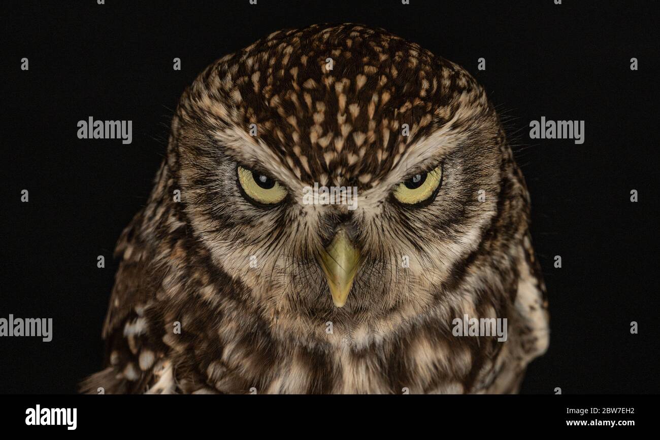 Böse eule -Fotos und -Bildmaterial in hoher Auflösung – Alamy