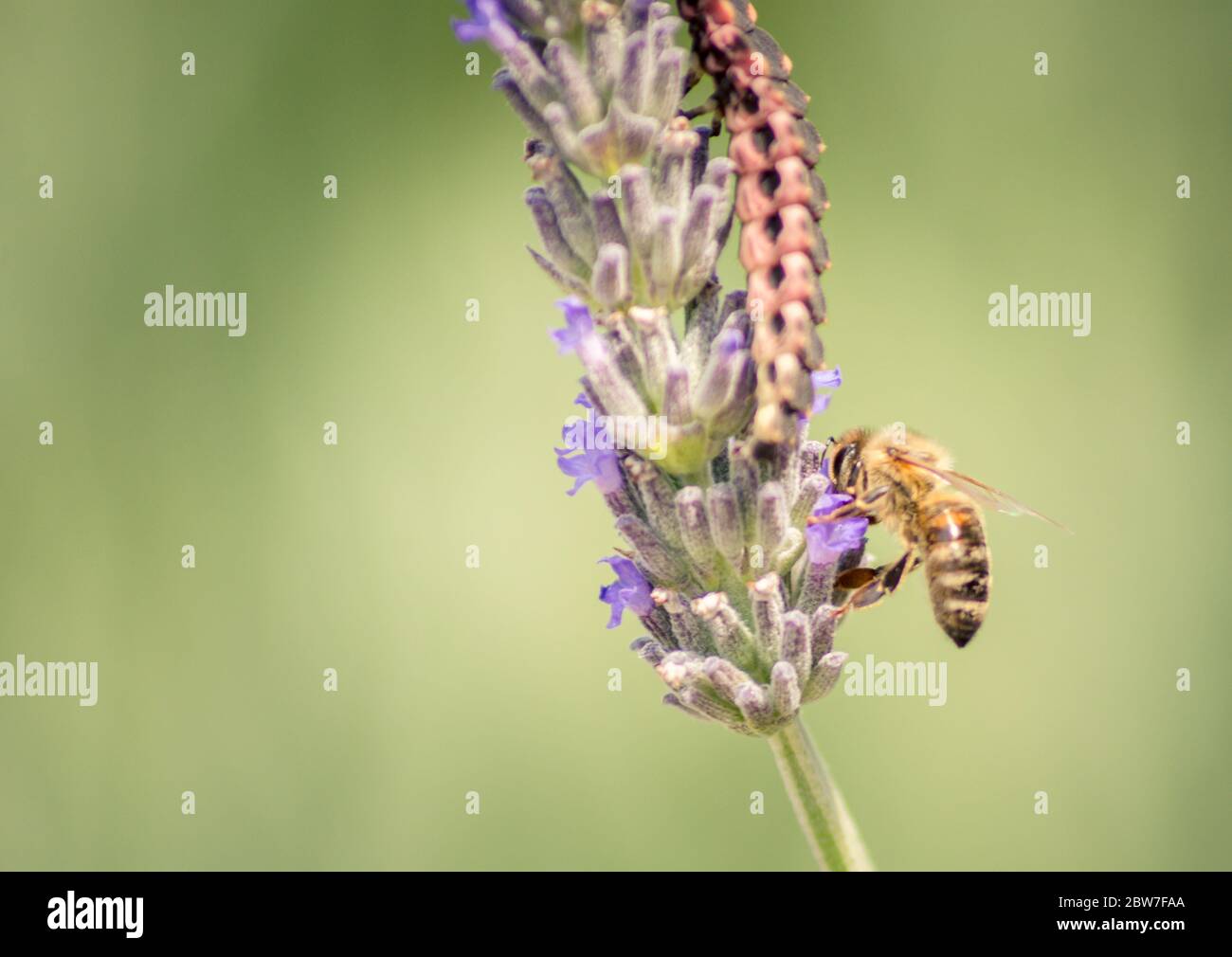 Nahaufnahme einer Honigbiene auf einem Lavendel. Stockfoto