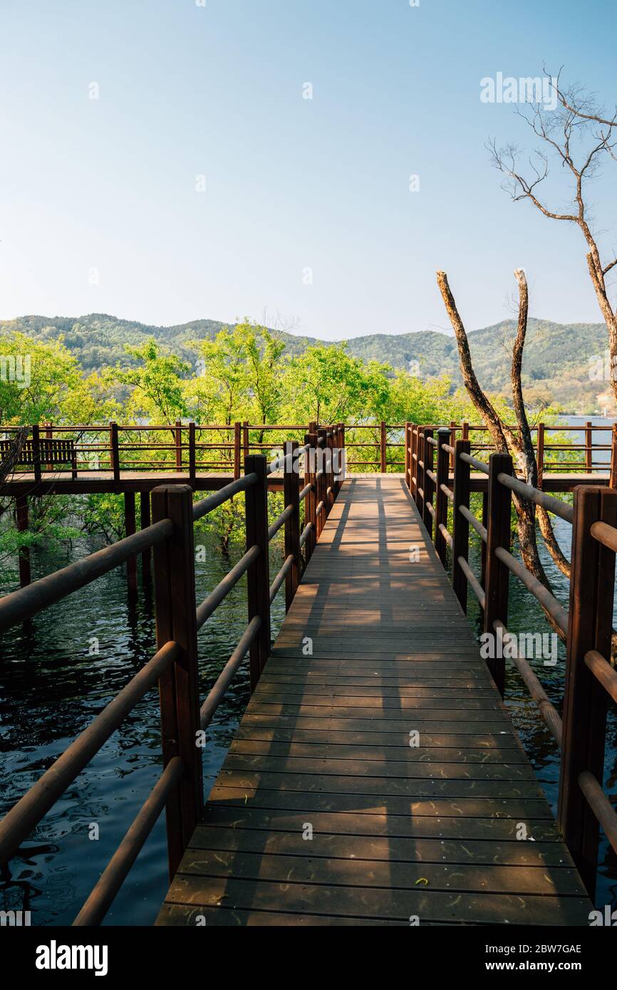 Geumgwang See Holzdeck Gehweg im Sommer in Anseong, Korea Stockfoto